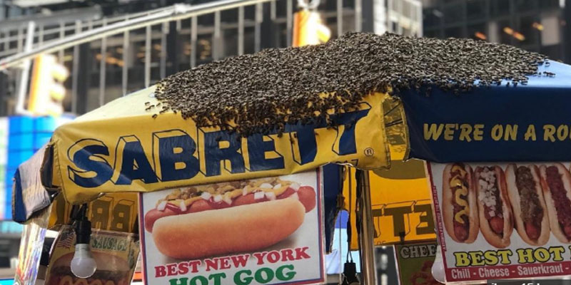 عشرون  ألف نحلة تهاجم وسط نيويورك